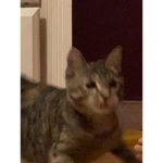 Zina Cat