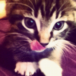 9lives emm Group Thumbnail