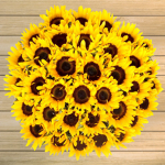 IINSAIN SUNFLOWER SQUAD/ARMY