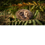 hello_wee