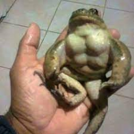 frog-gang.