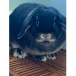 Thebeastgreyson