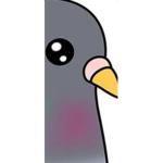 Pigeon loves seeds