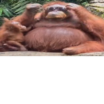 Monke!!!!!!!!!!!!!!!!!!!!!!!!!!!