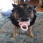CachorroChupetão
