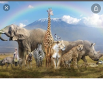 The animals crossers