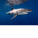 shark fan club
