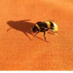 ~ Bubbly Bumble Bee ~