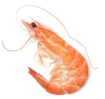 how to be shrimp