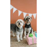 BFF Hunde