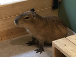 Capybara_clothes