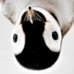swirly_mm2