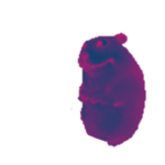 Ultraviolet Chomik