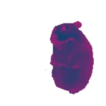 Ultraviolet Chomik