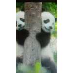Panda Paradise Group SUPPORT THE PANDAS!