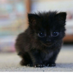 Little black cat gaming squad
