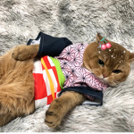 Gatoa