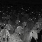 ¡Animal Army!
