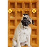 Waffle pug's group