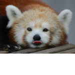 Animal Club :3