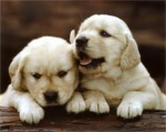 Puppy/Dog Lovers Group Thumbnail