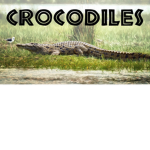team crocodile forever