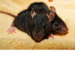 Gym Rats
