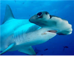 Ocean world