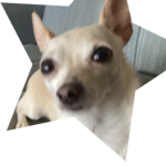 Penny pie
