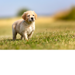 #CutePups