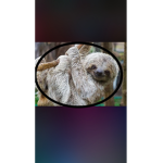 Sloth boys/girls