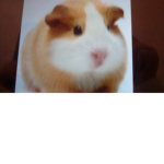 The guinea pig house! :)