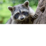 The raccoon Hangout