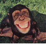 awesome monkeys