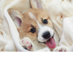 Puppers !