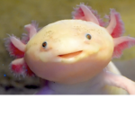 -Axolotl mafia-