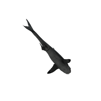 Shark-Boat