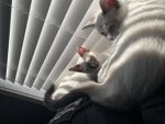 Christopher’s cats
