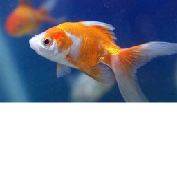 live your life in a fish tank