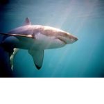 The Republic of Shark Secretary