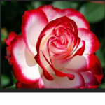 ~( White and Red Roses )~