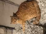 Popcats and my friends only