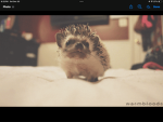 The army of hedgehogs
