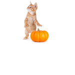 Pumkin and a cat