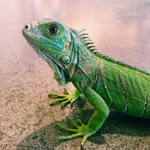 Lizard Men