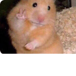 MANNY HAMSTERS CULT