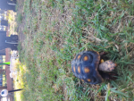 Only the tortoises