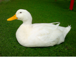 DUCK CULT OFFICAL