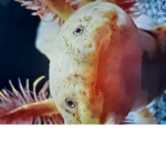 xx_yellowsunnyaxolotlsquad!!!