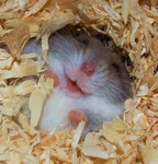 Hamster's presents